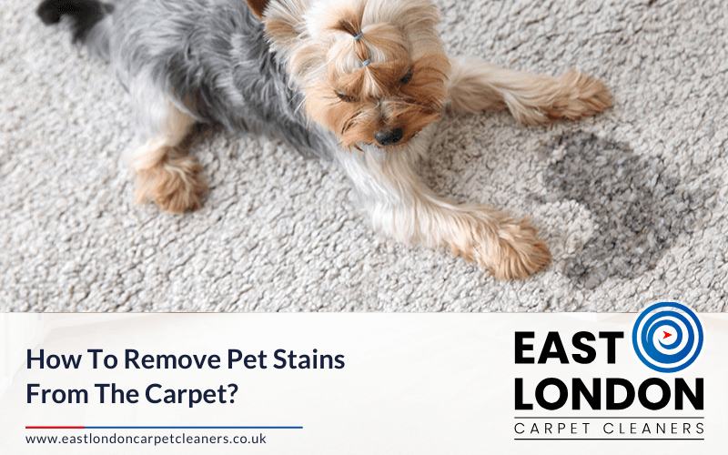 How To Remove Pet Stains From The Carpet?